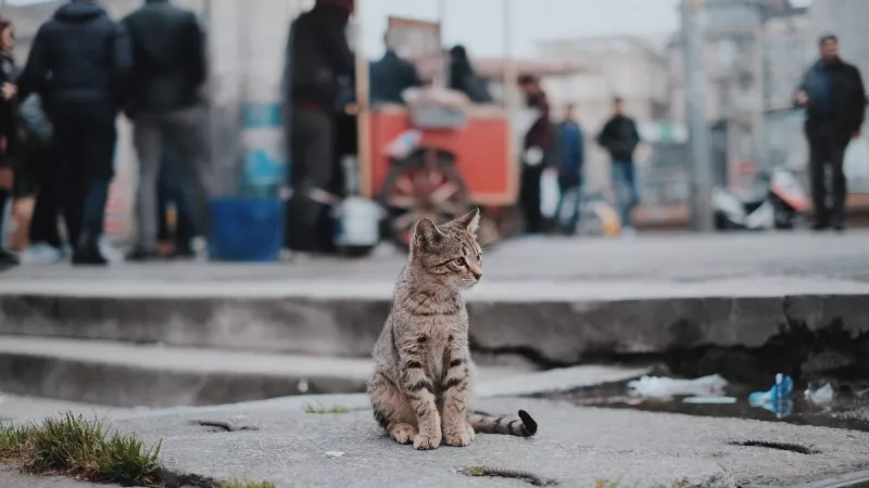 Chat dans la rue. ©Unsplash