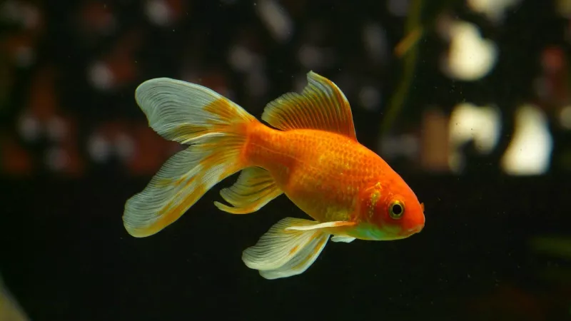 Contrairement aux idées reçues, le poisson rouge est loin d’avoir une mémoire de trois secondes.