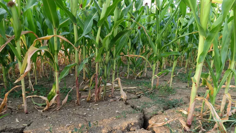 Le maïs fait partie des cultures qui subissent un stress hydrique en période de sécheresse. @ G.C. / Pixabay