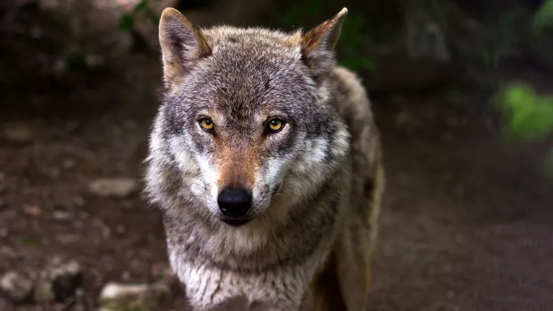 Loup