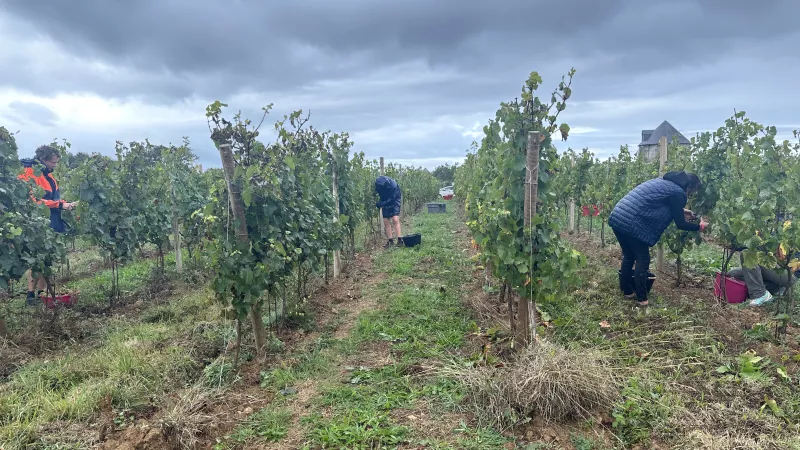 Mardi 20 septembre 2023, une dizaine de vendangeurs récoltaient le raisin sur le vignoble de Rhuys, à Sarzeau. (©SD/RCF Sud Bretagne (Vannes))