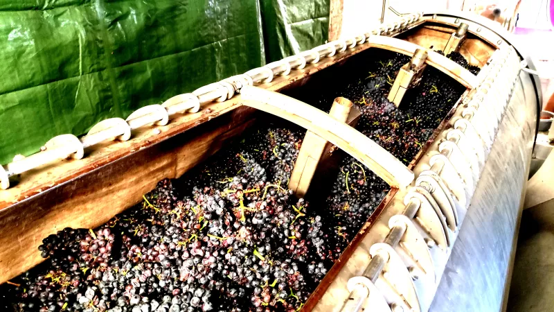 Le Domaine de l’Ambroisie laissera à ses vins neuf mois pour arriver à maturité.  // ©  Magali Santulli 