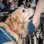 handichiens.org