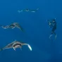Association Ailerons- Atlantic mobula