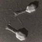 Wikimedia commons - bactériophages