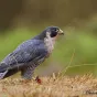 oiseaux.net