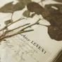 C.DESMIS - Herbier Levent