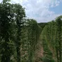 Houblon du moulin
