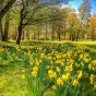 2021 - pixabay.com - Les jonquilles font partie des plantes printanières qui peuvent être signalées au Conservatoire botanique de Franche-Comté