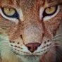 Pixabay / Cocoparisienne - Lynx