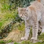 2021 - pixabay.com - Le centre Athenas offre 1000 euros à toute personne qui peut lui apporter des informations précises sur les tueurs de lynx