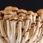 2021 RCF - Stevepb - champignons 