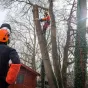 Grimpeur-arboriste procédant au démontage d'un chêne. Jeremy Lempin/ONF 