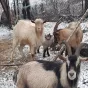 2021 DR - quelques unes des chèvres du troupeau avec un jeune chevreau