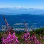 Les fêlés du Grand Colombier