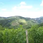Vignobles de Poncin dans le Pays du Cerdon