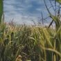 Photo by Bence Boros on Unsplash - L'agriculture française peut-elle se passer du glyphosate?