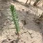 2019 RCF - la flore de la dune à Bray-Dune 