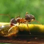 Lasius Niger