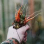 Julian Hochgesang / Unsplash - En octobre, le jardinier ne chôme pas !