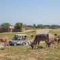 safari-peaugres.com