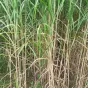 ©RCF Jura - 2021 - Quelques plants de miscanthus 