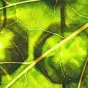 Les indispensables vertus de la chlorophylle ©pixabay