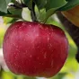 Etonnantes propriétés de la pomme ©pixabay