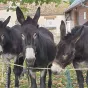 L'Âne Grand Noir du Berry est en voie de disparition - © Facebook Pôle du Cheval et de l'Âne de Lignières. 