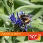 ©rcf42