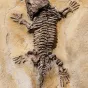 Fossil d'un lézard (Pixabay)