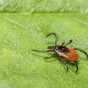 Un parasite souvent méconnu : la tique . © Erik Karits.