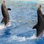 Spectacle de dauphins
