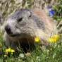 Stop à la chasse à la marmotte!