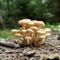 Pixabay - champignons Forêt Opienki 