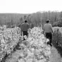 © Domaine Mabillot.