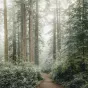 Les forêts en hiver se visitent © iStock