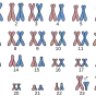 DR