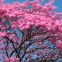 lapacho arbre © Pixabay