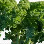 chou kale © Pixabay