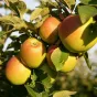 les pommes du verger de l'Abbaye des Dombes