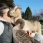 La présence de l'animal permet de se décentrer de soi-même et de ses problèmes @Amélie Rouelle