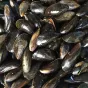 Des moules