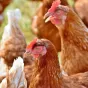 La filière de volaille de chair française est menacée
