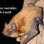 2022, année de la chauve-souris à Luant
