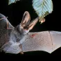 chauve-souris