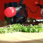 Le gaillet gratteron