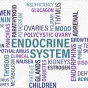 système endocrinien © pixabay