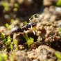 La Tapinoma magnum, une espèce invasive de fourmis, a élu domicile depuis quelques années dans le quartier des Violettes à Saumur. ©Clément Gouraud