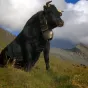 ©Les films du parotier- La vache "Vedette" 